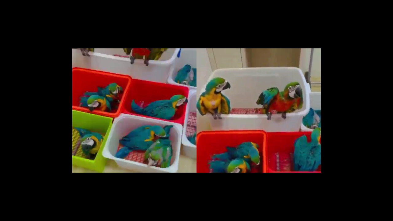 Many different colors talking parrots near about to talk must watch this video