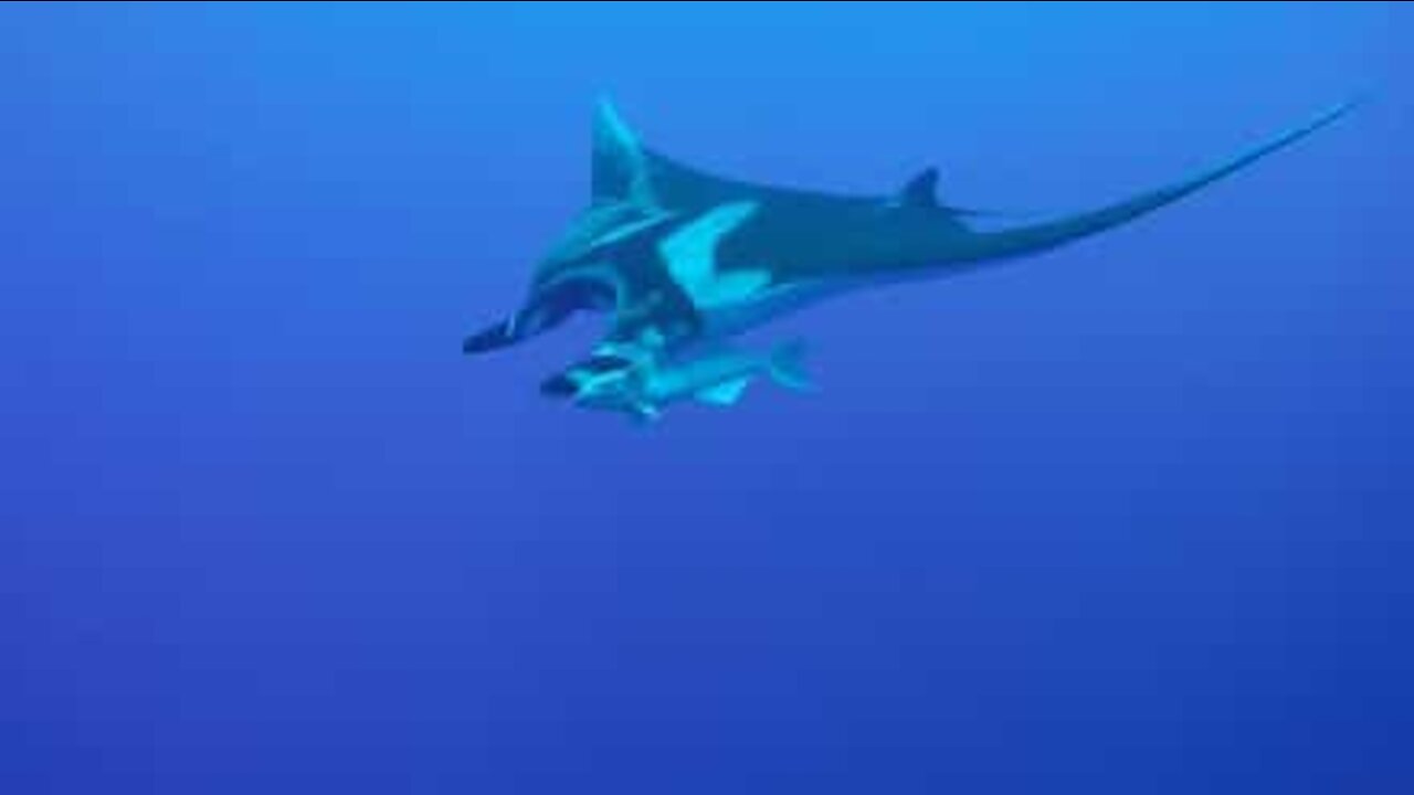 Giant manta ray and remora together