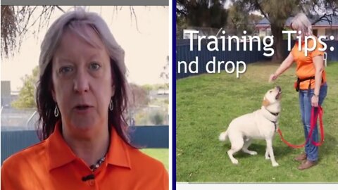 Dog training #dog #rumble #viral