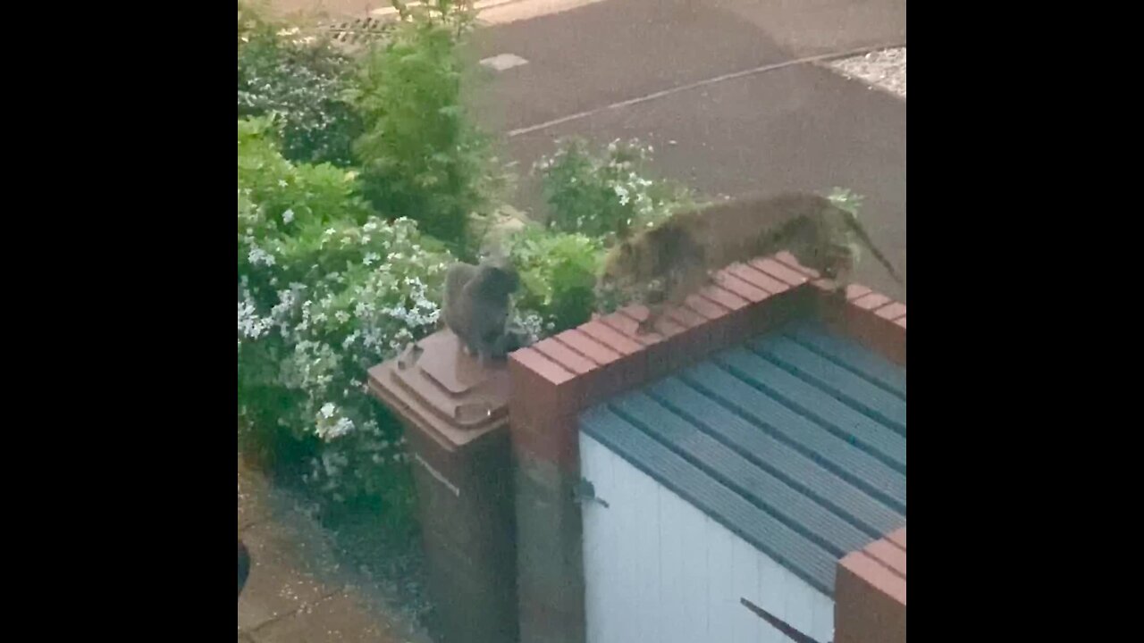 Fox tries to befriend cat, immediately gets denied