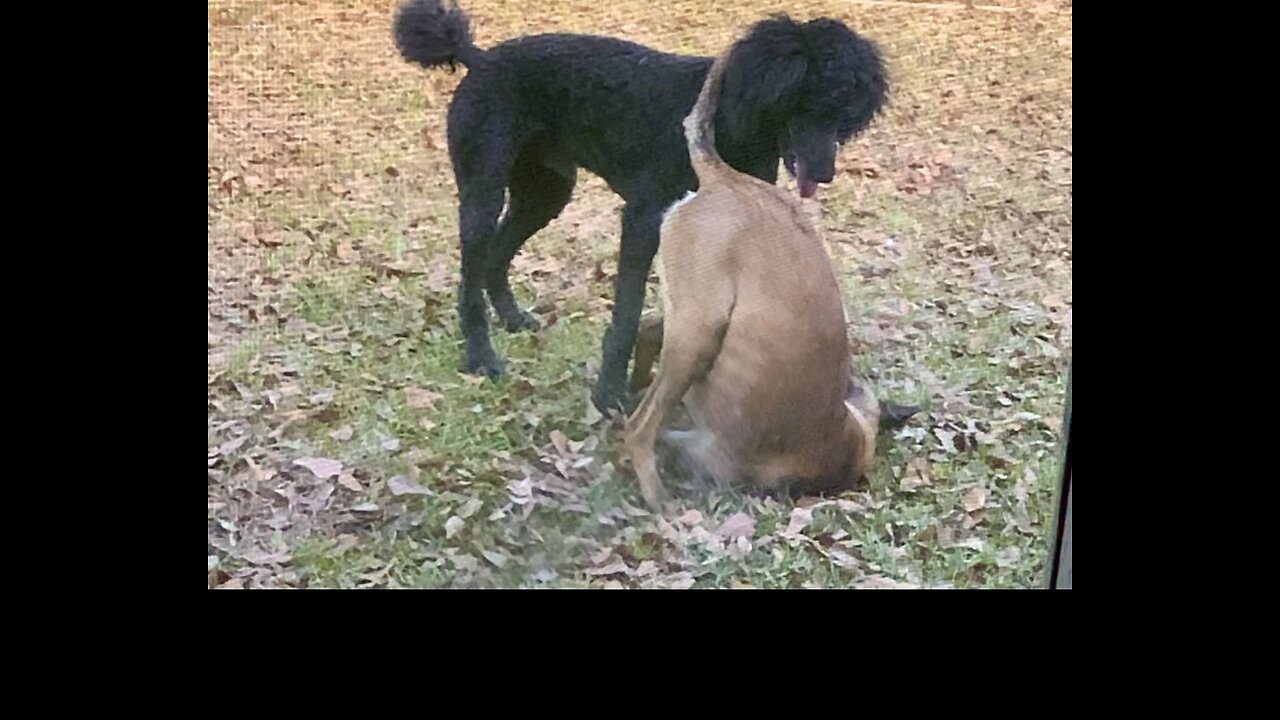 Belgian Malinois dog stands on head then spring like a rocket.