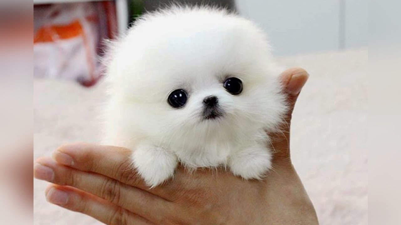 Smallest Dog Breeds