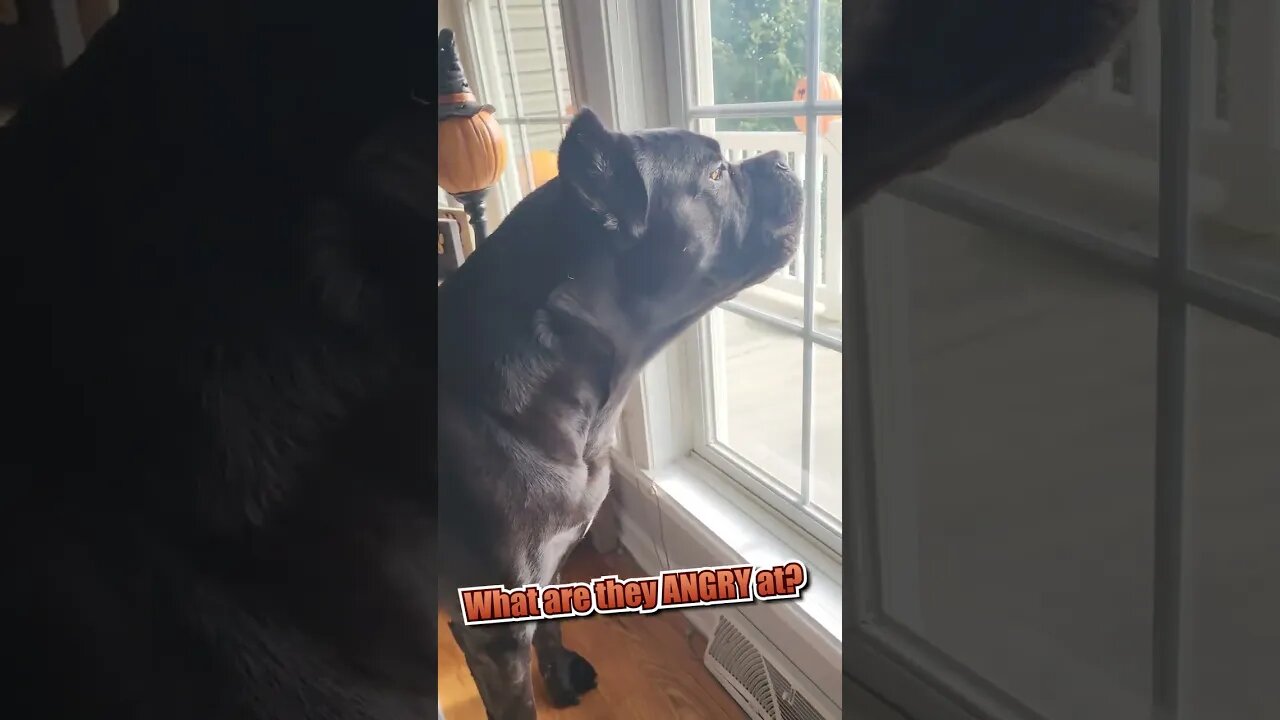 What are these Corsos ANGRY At? #shorts #funnydogs #pets