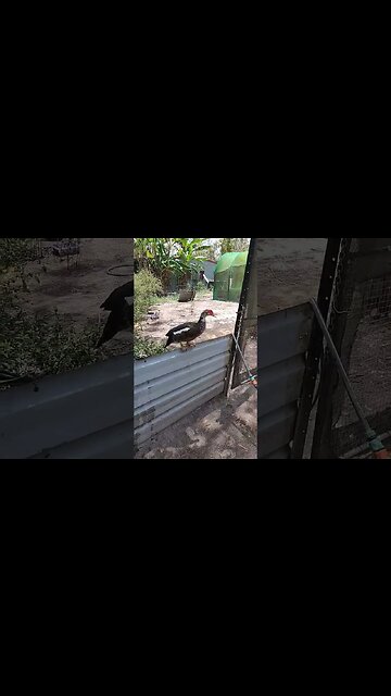 Muscovy girl on the fence #ducks #muscovy #muscovyducks