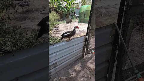 Muscovy girl on the fence #ducks #muscovy #muscovyducks