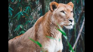 Lioness and its cubs spotted crossing a road in India at night