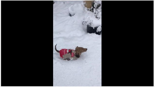 Curious Puppy Thrilled For Her Very First Snow Experience