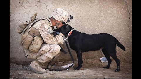 Dog Crouching as a army trainer