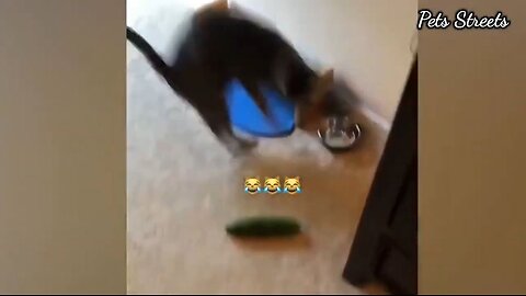 what's wrong with cucumber and cat