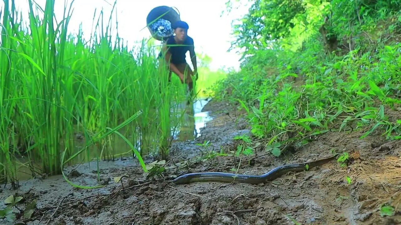 Catch a lot of eels in the ground | cook ells with peppers for eat in forest-Eating delicious20 8