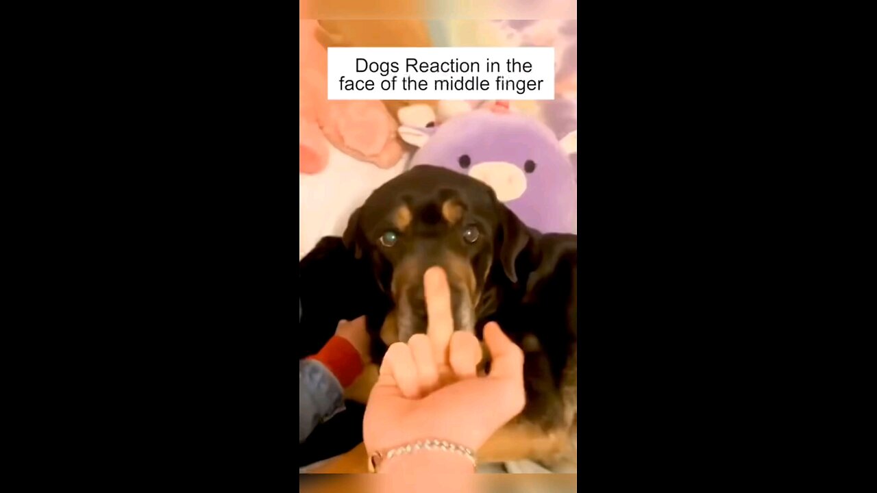 Funny Dog's Reaction In The Face Of The Middle Finger