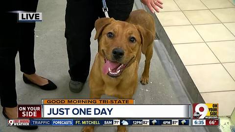 Just One Day promotes animal adoption