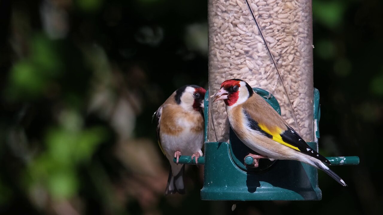 bird eating the feed nice bird vidoes