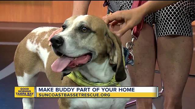 Rescues in Action July 28, 2018 | Buddy seeks forever home