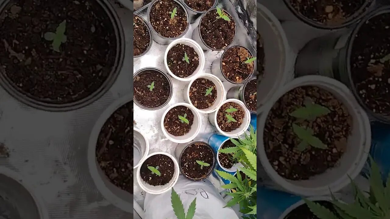 update on arrow's ⛺ algae growing she needs to do sum clean up