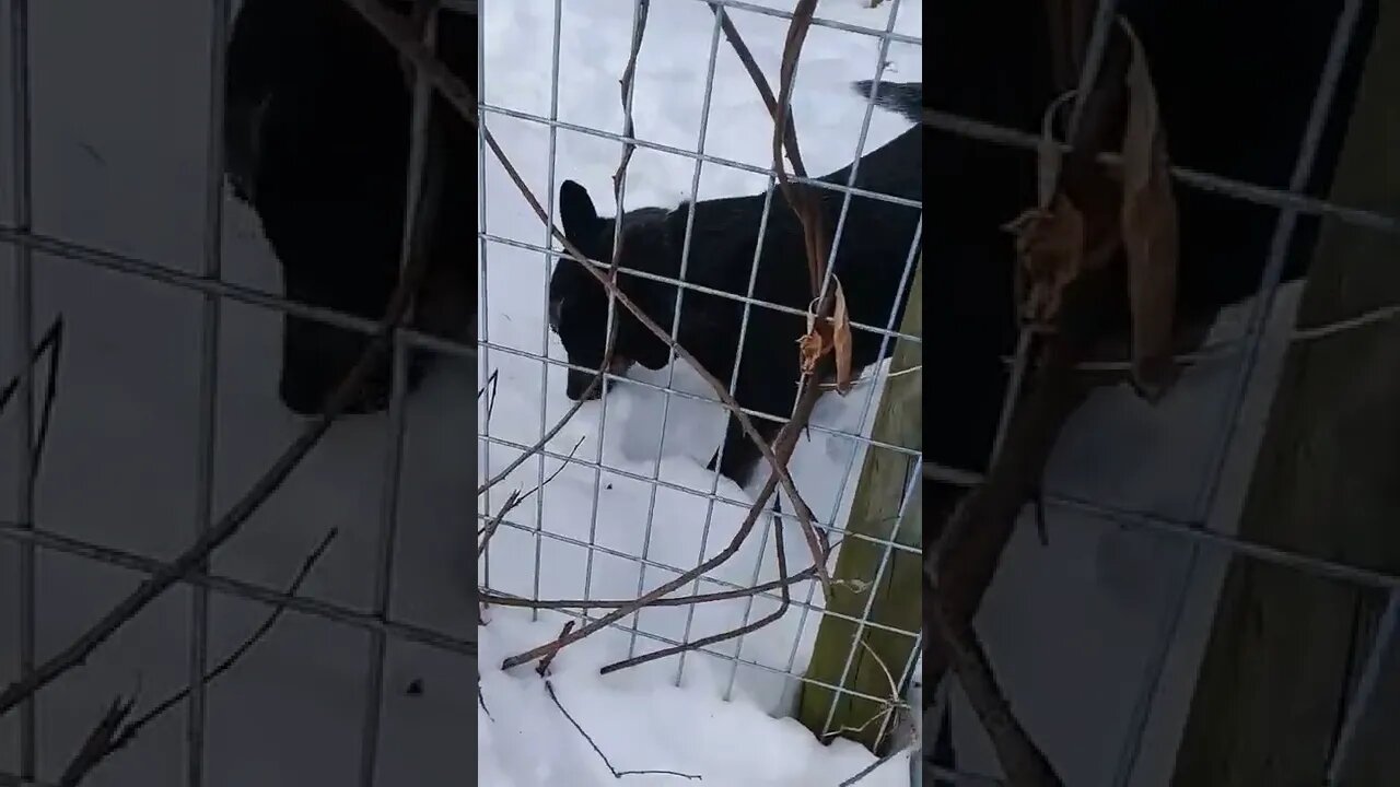 My Australian Blue Heeler Eating Snow #shorts