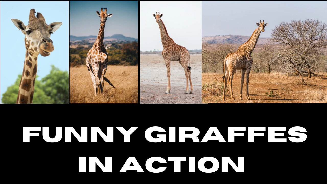 Funny Giraffe in Action (laugh off your stress)