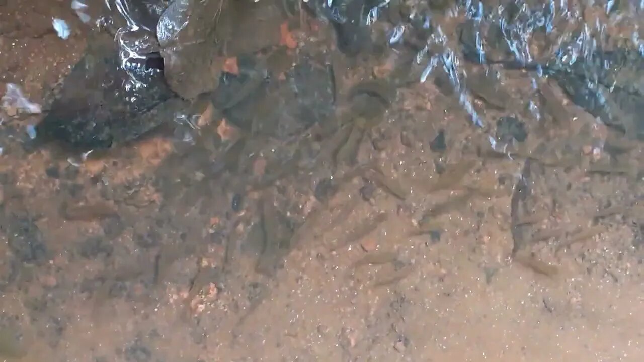 Naturally Fish in The water River My Vilage Black Dandiya Fish