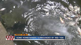 Red tide making Pinellas County residents sick