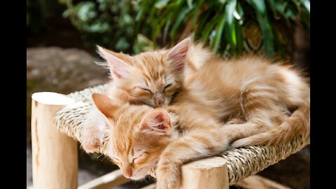 gatinho descansando na pedra