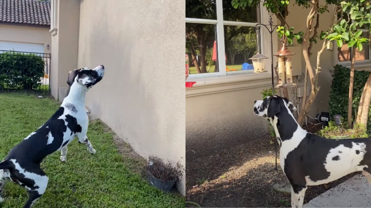 Great Dane Leaps And Bounces To Get Close To Squirrel