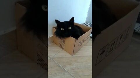 que caminha boa