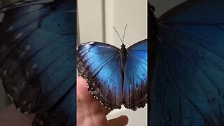 Borboleta