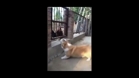 Chicken VS Dog Fight - Funny Dog Fight Videos and laugh