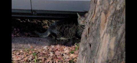 This cat eats grass because it is hungry...