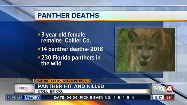 Florida panther killed by car in Immokalee