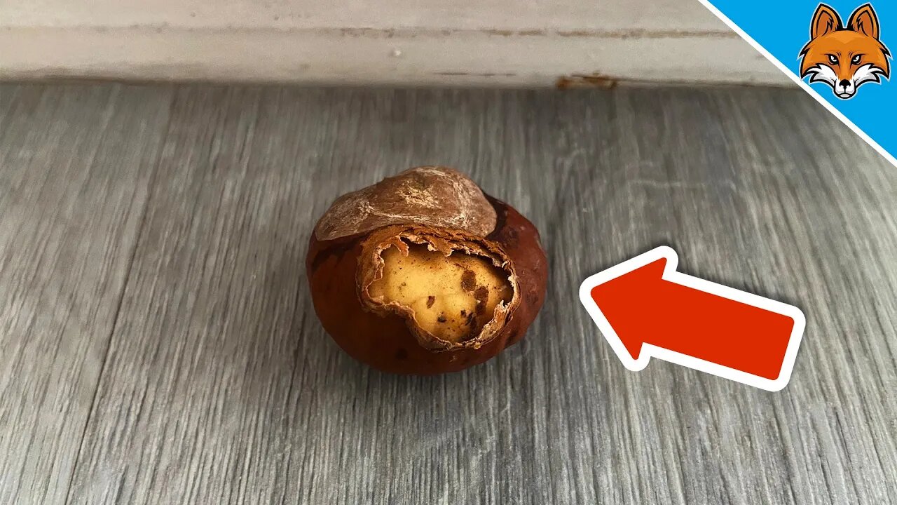 THATS why you should put an opened Chestnut BEHIND your Door 💥 (GENIUS Trick) 🤯