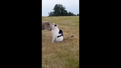 Funny Animal video 😂😂😂🤣