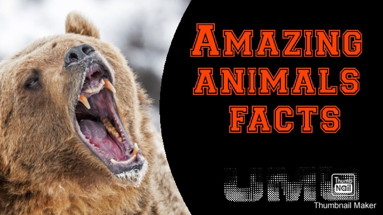 Top 10 Animal in the World