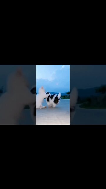 Friendship / puppy & cat & duck & hedgehog . A beautiful moment #shorts