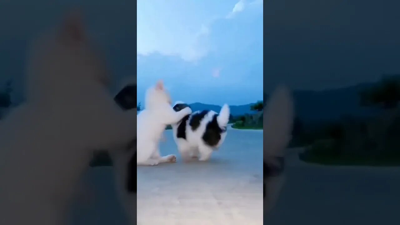 Friendship / puppy & cat & duck & hedgehog . A beautiful moment #shorts