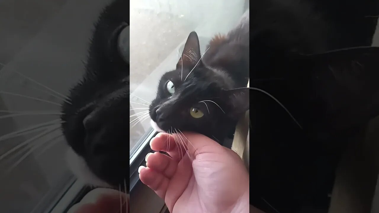 Moonpie being the window kitty #shortsfeed #shorts #shortsvideo #youtubeshorts #catvideos #cat
