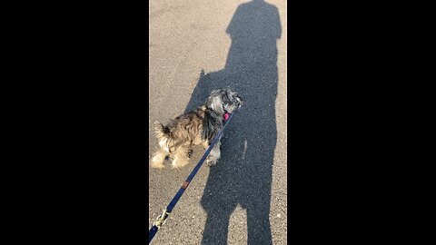 Rex walks his daddy