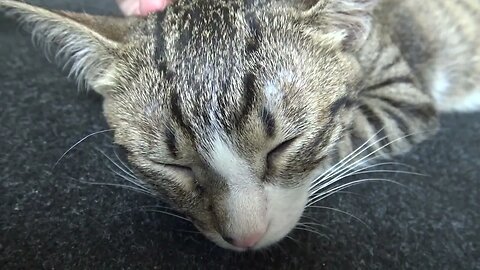 Cute Little Cat Sleeps with the Paw under His Head