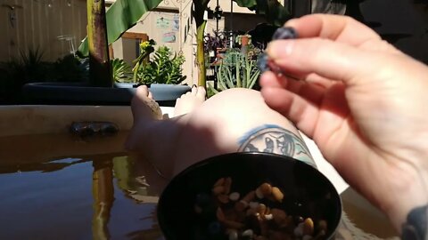 Eating nuts & berries in my outdoor bathtub - Life is Good