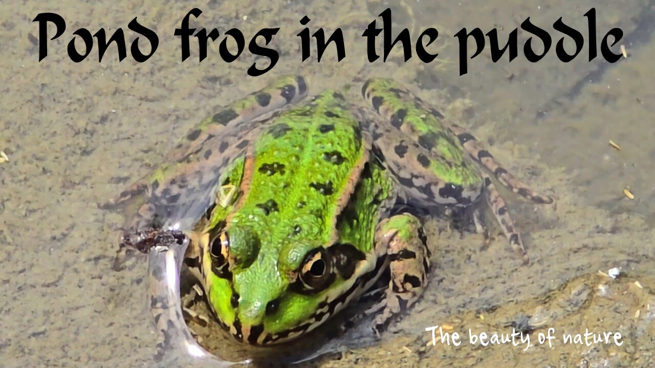 Pond frog in a puddle / a beautiful amphibian in nature next to a river.