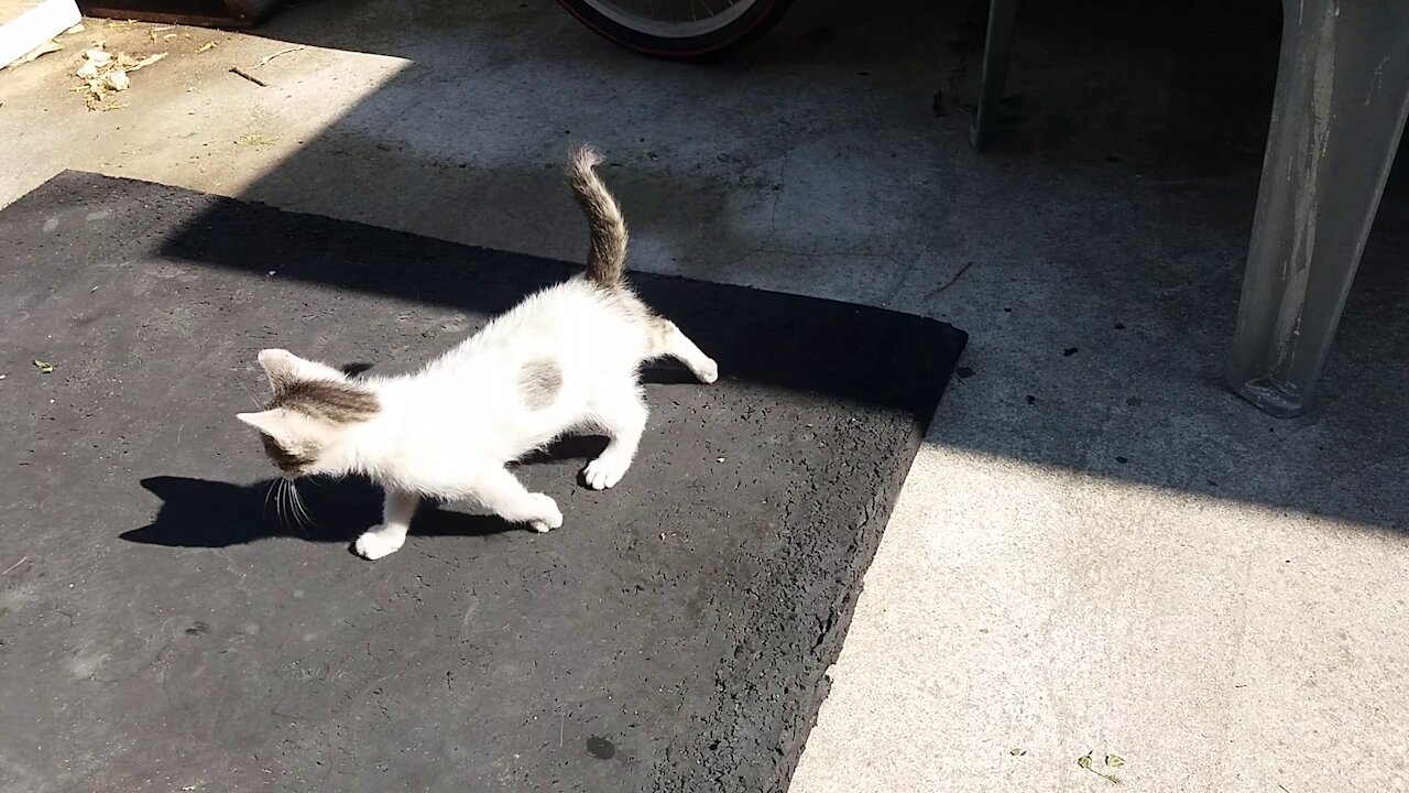 Thirsty cat.(44day old cat (After stopping breastfeeding)-part7)