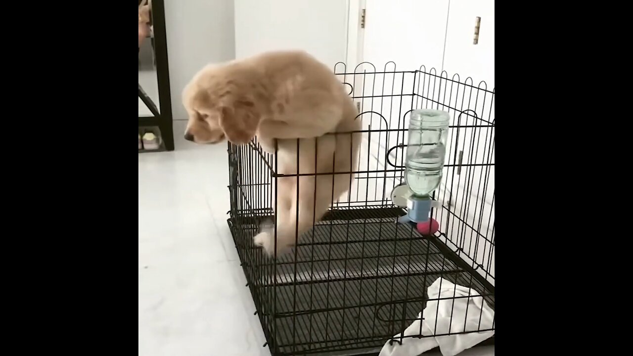 Tricky puppy