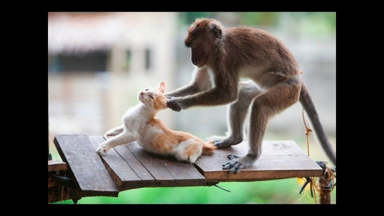 Funniest Monkey Annoying Cat Videos Compilation/New