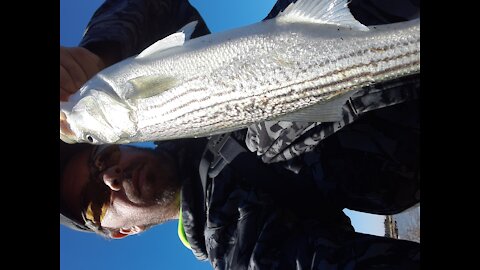 Catching stripers while salmon fishing.