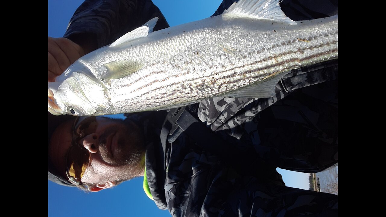 Catching stripers while salmon fishing.