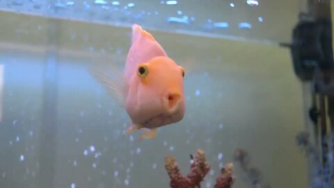 Colorful Golden Fish Enjoying In The Aquarium