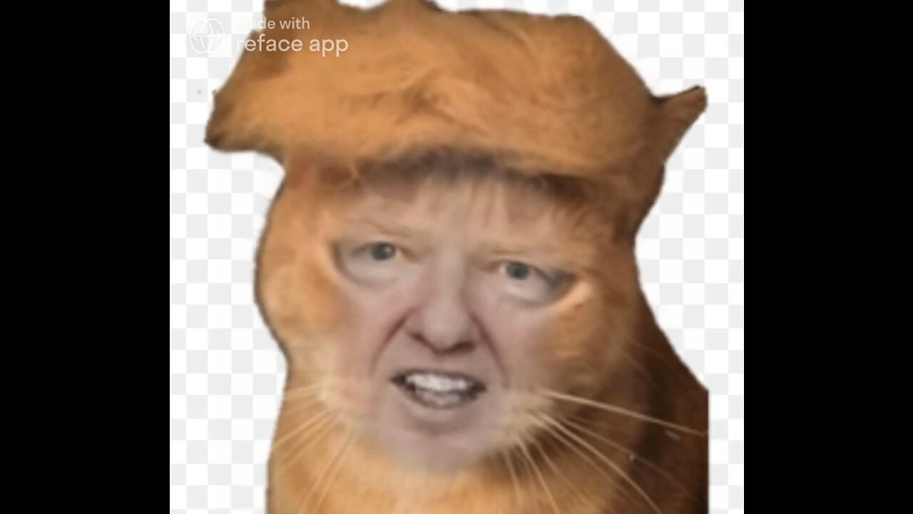 The Ultimate Donald Trump Cat Meme! 🐈