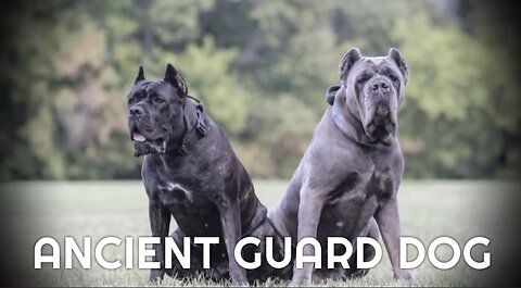 CANE CORSO-The Ancient Roman Guard Dog