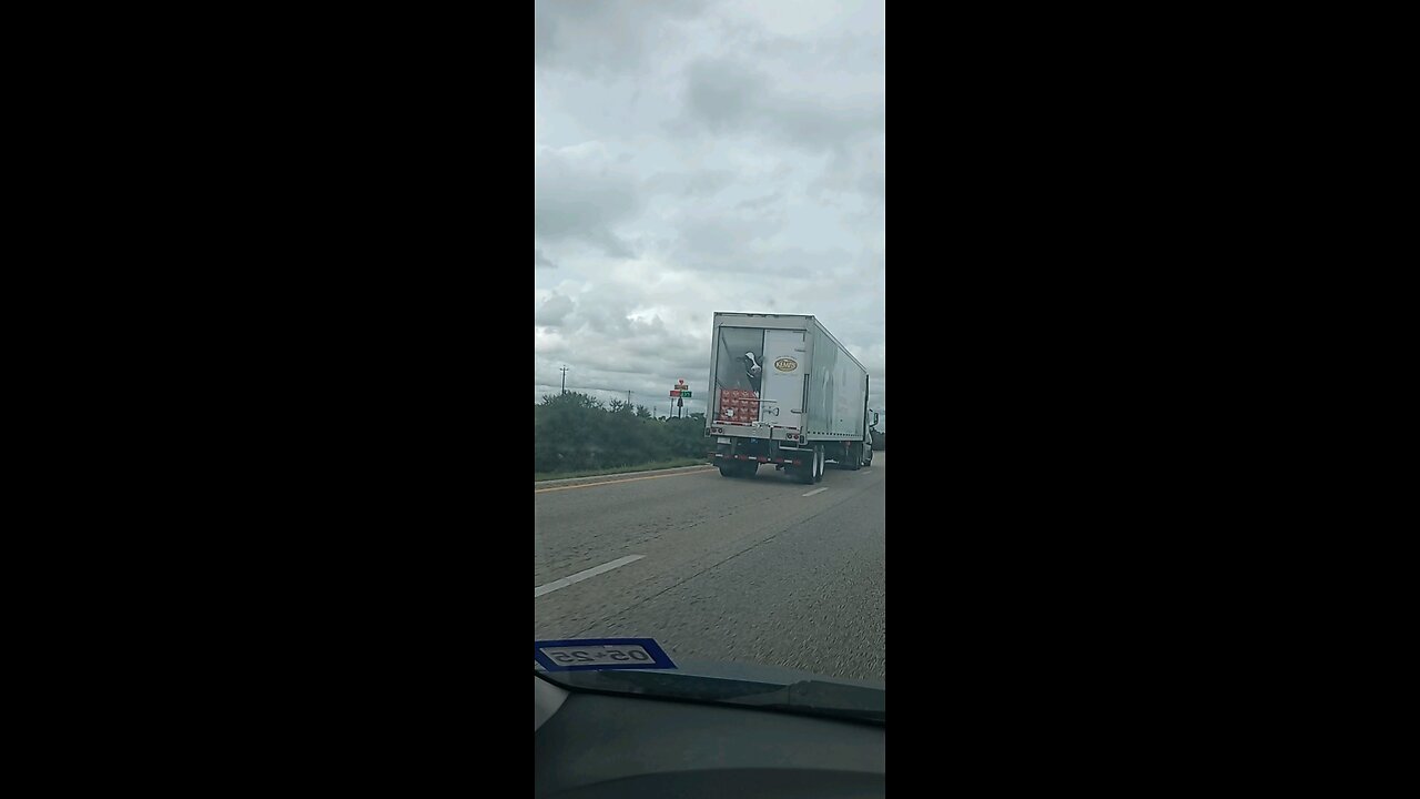 Dairy Cow in open semi trailer door