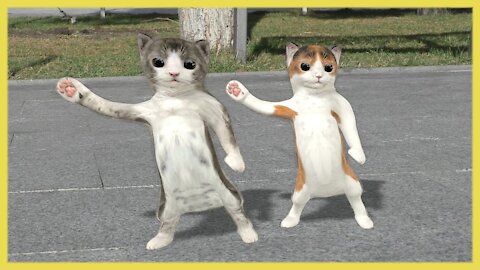 Dancing cat